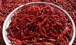 ‘Red Gold’ In Trouble: Byadagi Chilli Trade Hit By West Asia Conflict, Farmers Worried