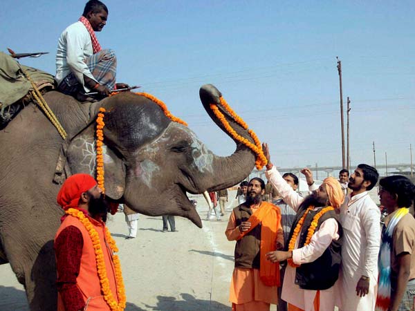 Group of sadhus performing worship of an Elephant Group of sadhus performing worship of an Elephant