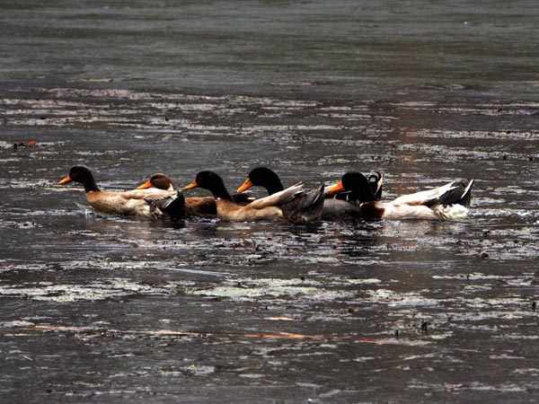 A flock of Ducks traped in the frozen waters of Dal Lake A flock of Ducks traped in the frozen waters of Dal Lake