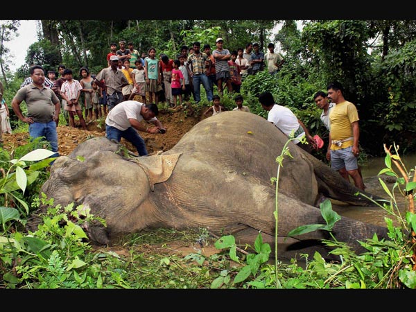 A dead female elephant