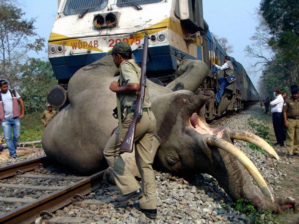 Elephant was struck by a train