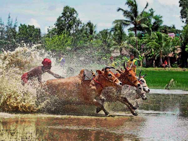 Farmers participate in a bull race at a paddy field 