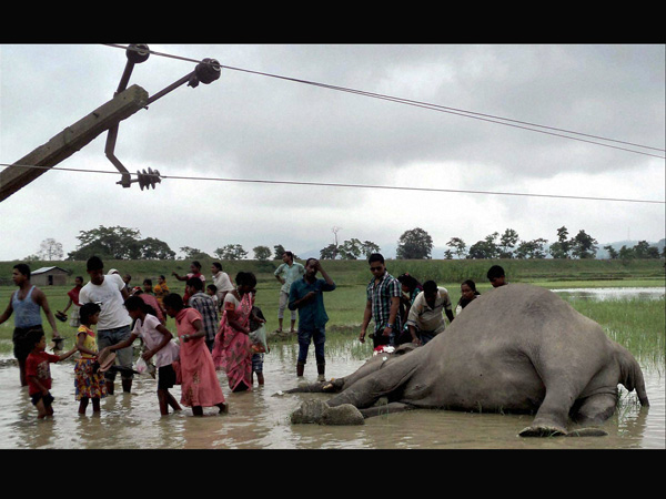 Elephant electrocuted in Assam