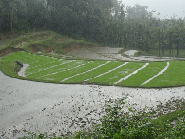 Surlabbhi paddy fields