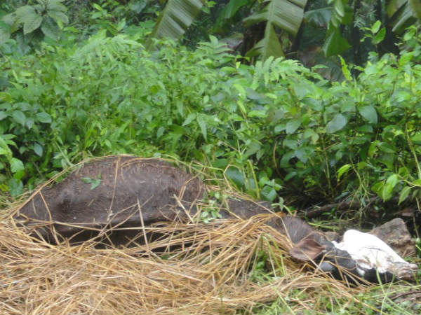 Galibedu Gram Panchayat