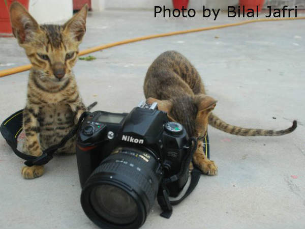 Kittens camera magic!