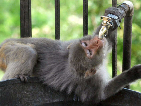 Thirsty monkey in J&K