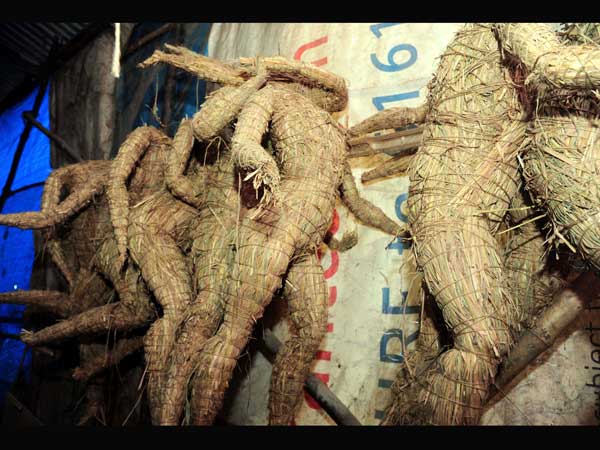 Celebrate Vinayaka Chavithi with eco-friendly Ganesha idols