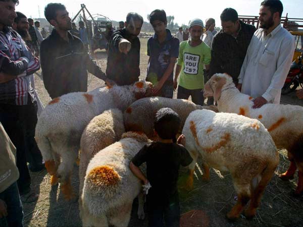 Sheep sale Sheep sale