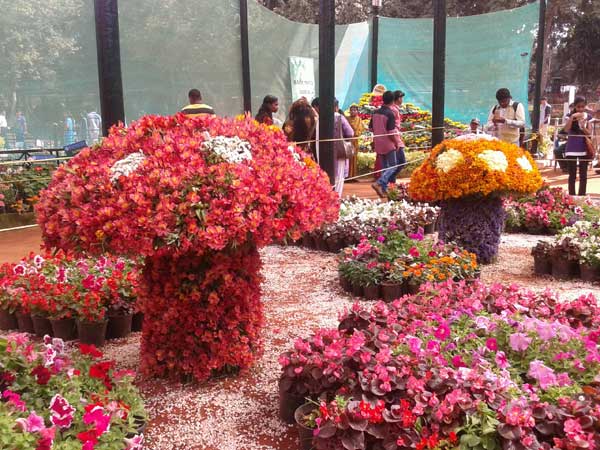 Its raining mushrooms!