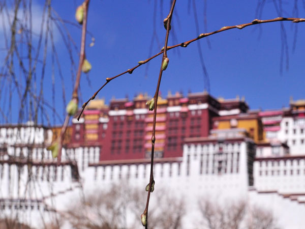 A hint of green after snow. 