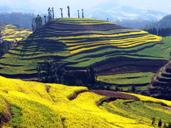 Scenery of cole terraces in Yila Village