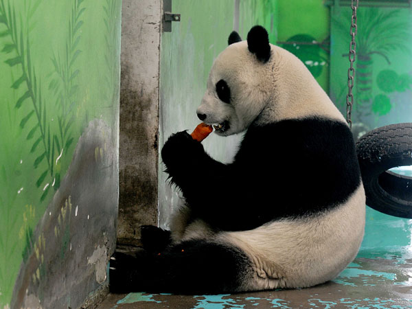 Panda enjoys a carrot 