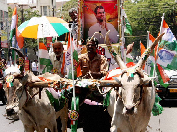 Congress party flags during an election campaign