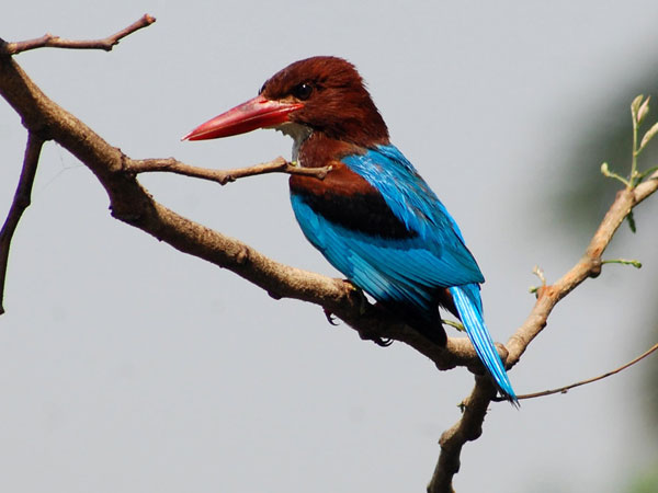A white-breasted kingfisher or 'Smyrna Kingfisher' perched on a tree in Agartala