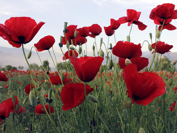 Wild poppy flowers bloom in a field of Pampore in Jammu and Kashmir Wild poppy flowers bloom in a field of Pampore in Jammu and Kashmir