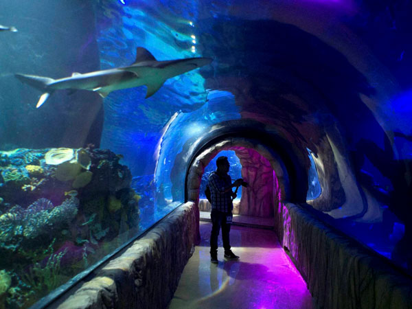 Admiring the great sandbark shark