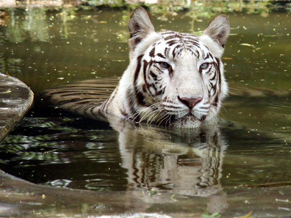 A white tiger resting in the water tank to protect itself 