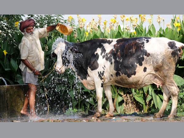 A man bathes his cow to beat the heat wave
