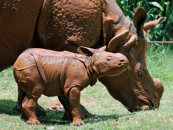 Indian born rhino in Okhlahoma City 