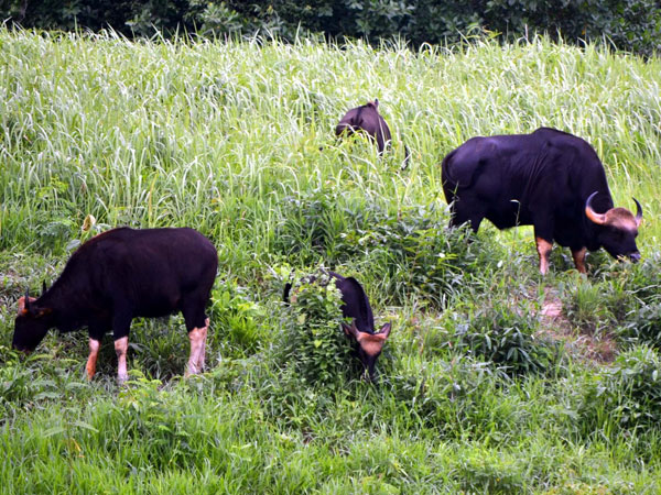 A heard of wild bison graze in Trishna wild life sanctuary