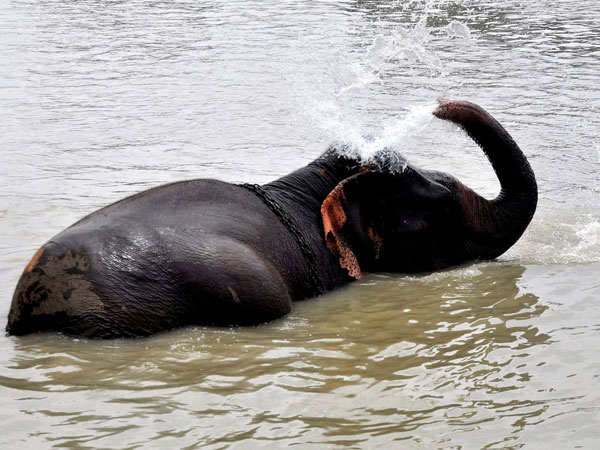An elephant cools itself in Brahmaputra river