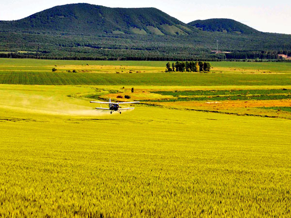 A plane sprays nutrient solution on wheat