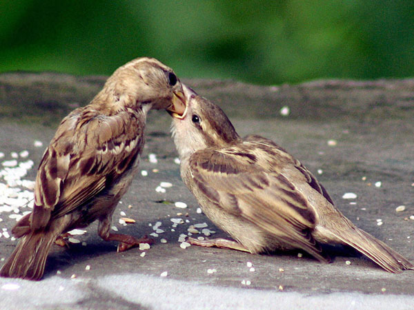 A sparrow feeds its chick in Dharamsala
