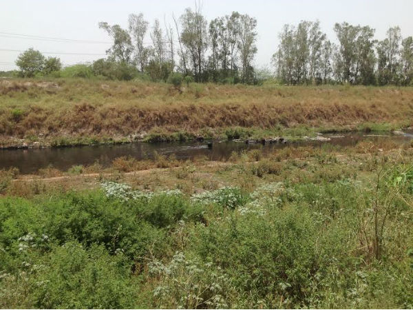 Black waters of Yamuna