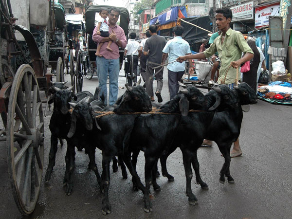Goats on Kolkata roads
