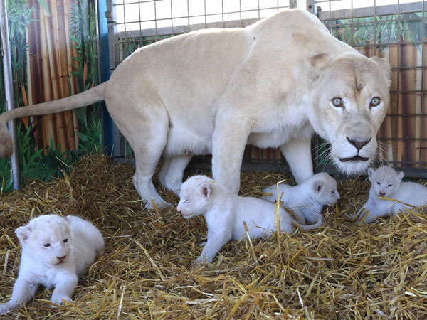 Lioness and her cubs 