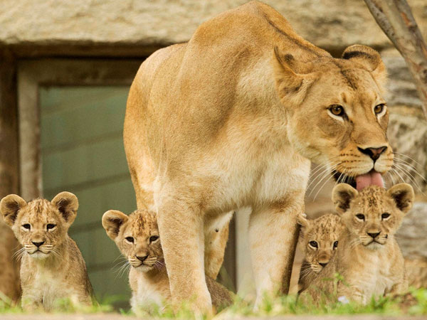 Tajiri with her cubs 