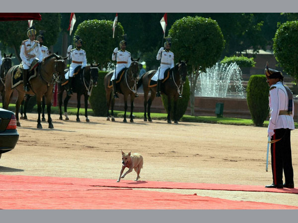 An uninvited guest during the ceremonial reception