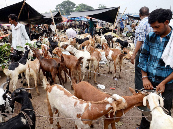 Goats on sale ahead of Eid-Ul-Zuha festival
