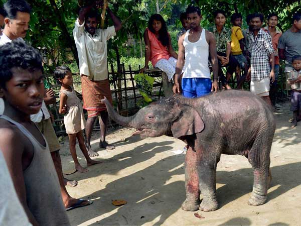 A one and half-month-old male elephant calf