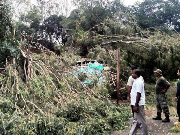 People watch a damaged house and uprooted trees 