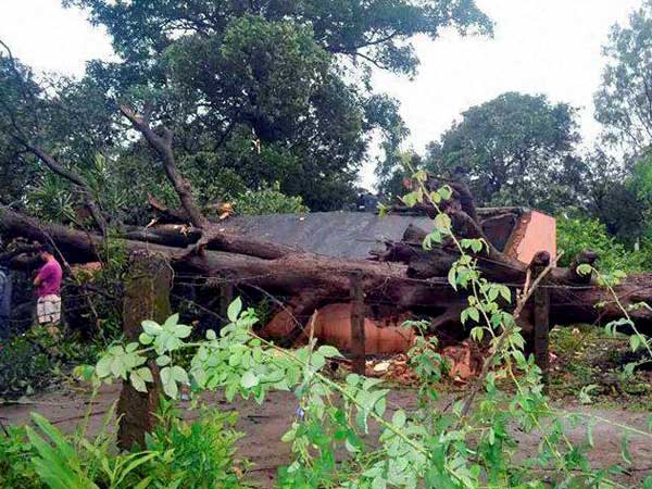 An uprooted tree at a village in Koraput district on Monday