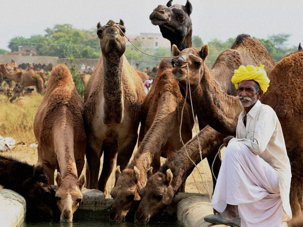 Camels quench their thirst at Pushkar Camel fair