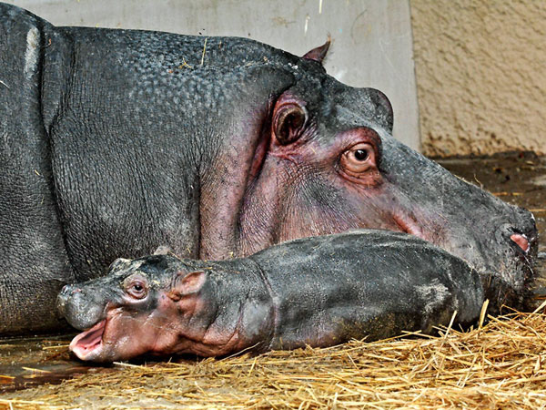 Mother and baby hippo 