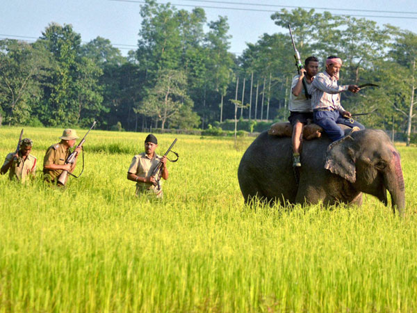 Forest officials engaged in a search operations for a tiger 