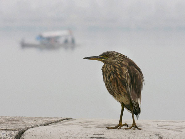 Dense fog over Delhi cripples airports