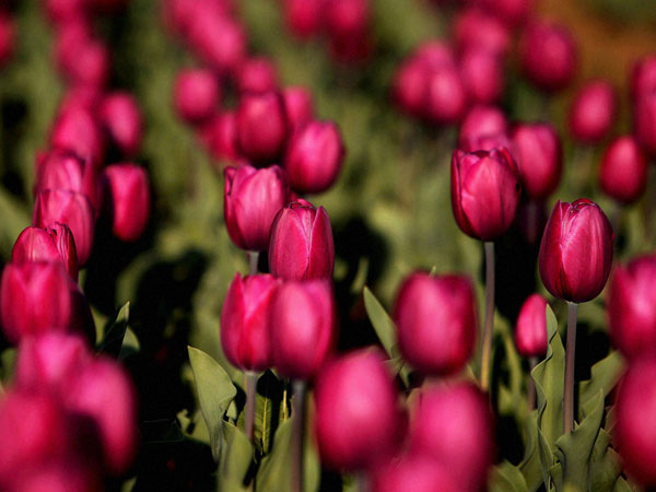 Flowers in full bloom at Asia's largest Tulip garden