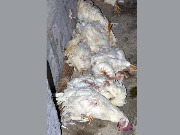 Bird Flu scare hits Hyderabad