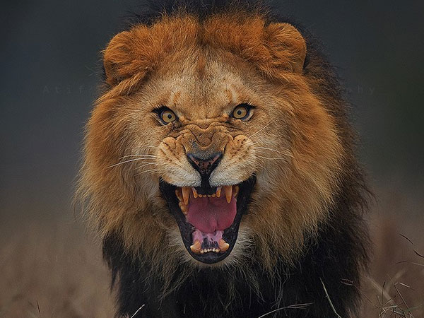 Lion kills US woman in S Africa Lion kills US woman in S Africa