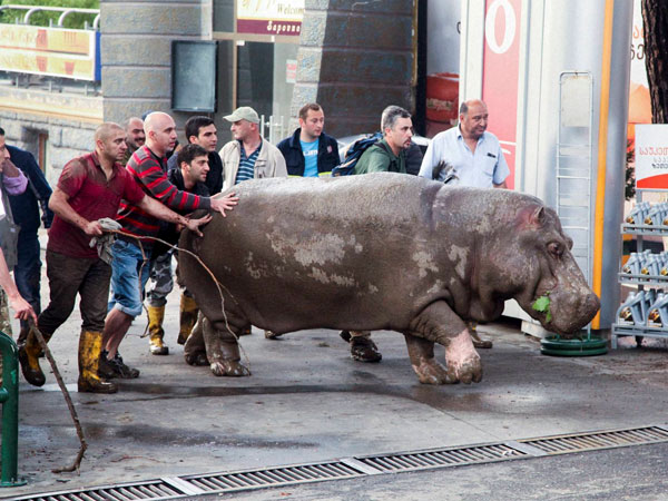 hippopotamus-georgia-floods hippopotamus-georgia-floods