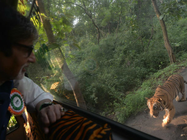 Big B was chased by a tiger for four kms