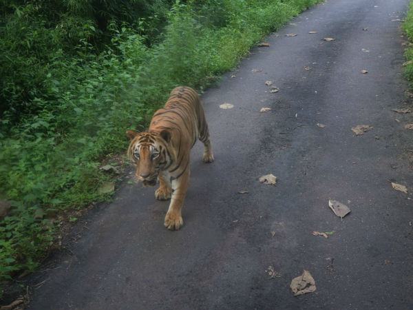 Big B chased by a tiger for four kms