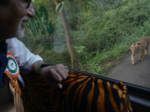  Big B chased by a tiger for four kms