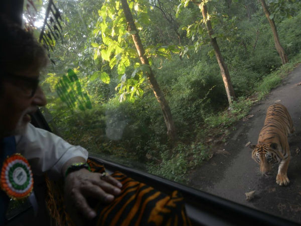 Big B chased by a tiger for four kms