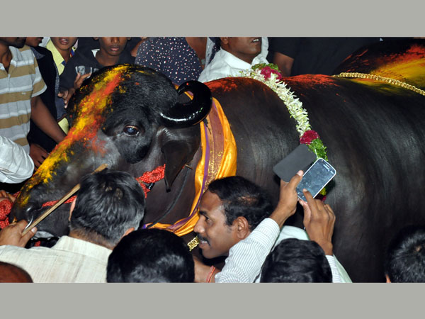 In Pics: 'Yuvraj', the bull worth Rs 7 crore In Pics: 'Yuvraj', the bull worth Rs 7 crore